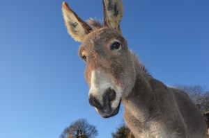 donkey-2996965_1920