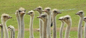 ostriches-373339_1920